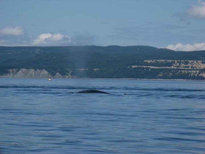 Baleines 041.JPG